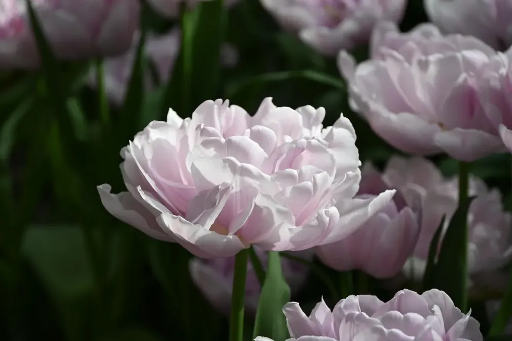 Tulp (Tulipa ‘Katinka‘) - Korting