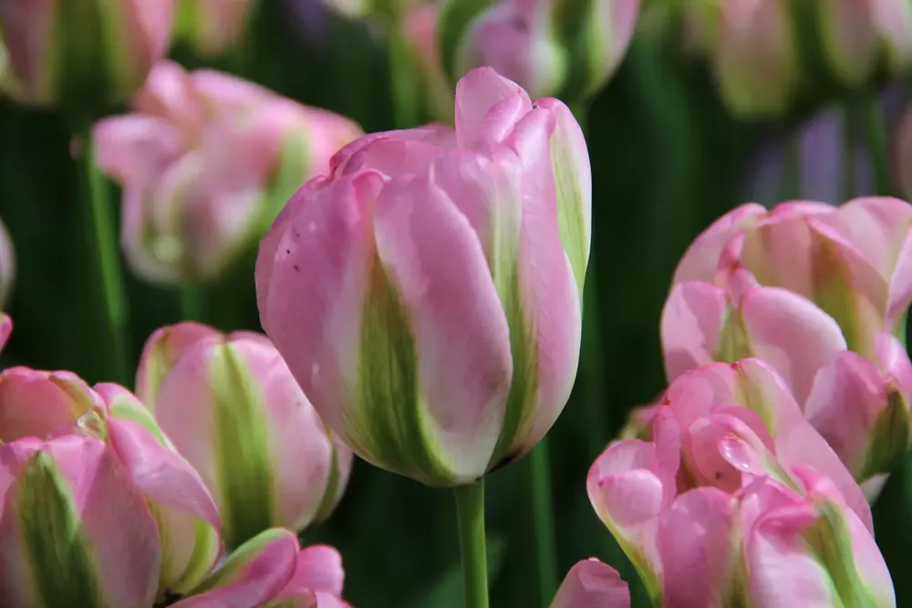 Tulp (Tulipa ‘Groenland‘) | Voordelig