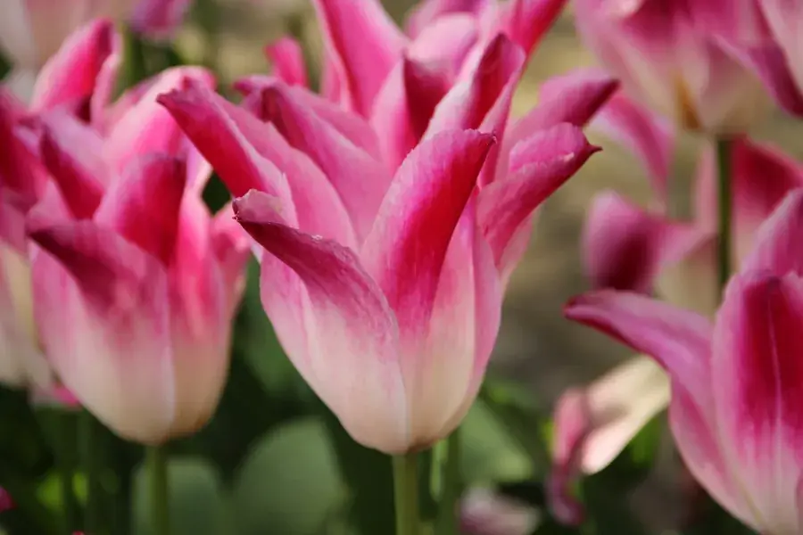 Tulp (Tulipa ‘Whispering Dream‘ ®, Triumph) | Uitverkoop