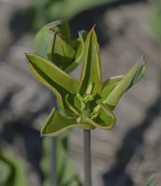 Tulp (Tulipa ‘Green King‘) - Direct bestellen