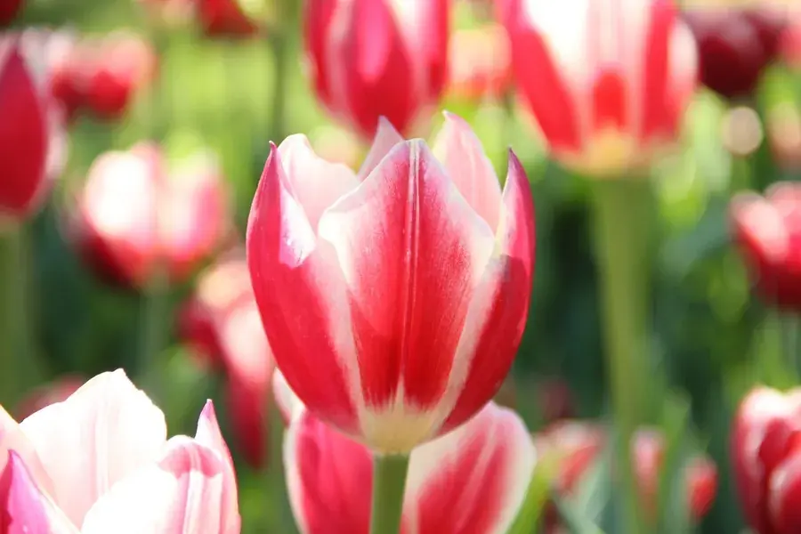 Tulip (Tulipa ‘Candy Apple Delight‘, Darwin) - Extra voordeel