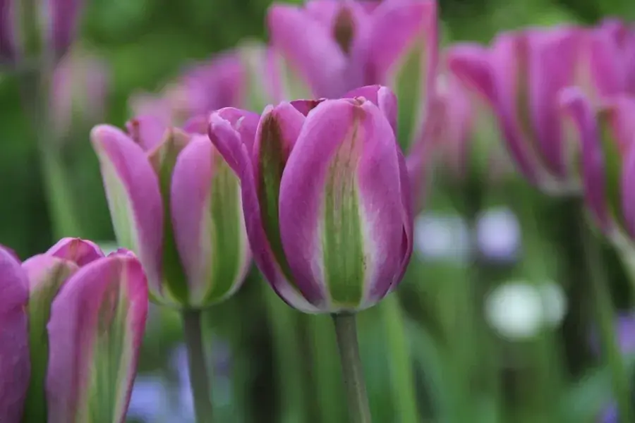 Voorraad bijna op - Tulp (Tulipa ‘Night Rider‘)