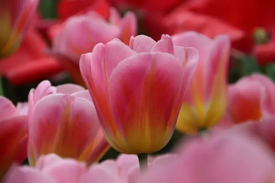 Tulp (Tulipa ‘Tom Pouce‘, Triumph) - Hoog gewaardeerd
