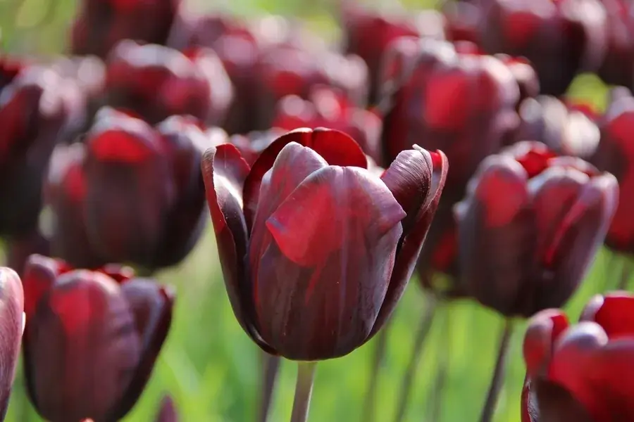 Net toegevoegd | Tulp (Tulipa ‘Continental‘, Triumph)
