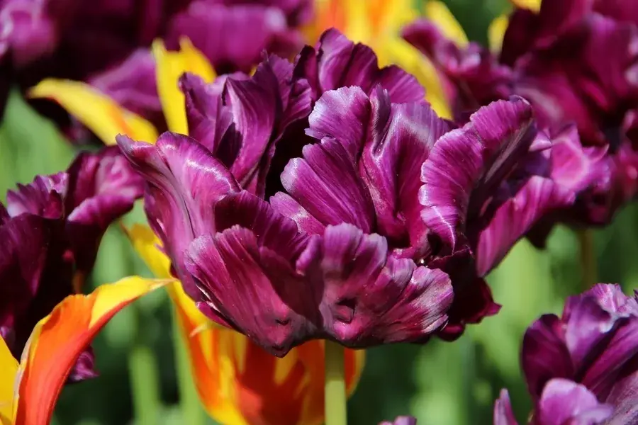 Tulp (Tulipa ‘Victoria Secret‘, Parkiet) | Prijs verlaagd