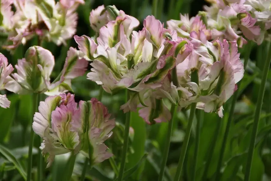 Tulp (Tulipa ‘Green Wave, Parkiet) | Nieuw in de shop