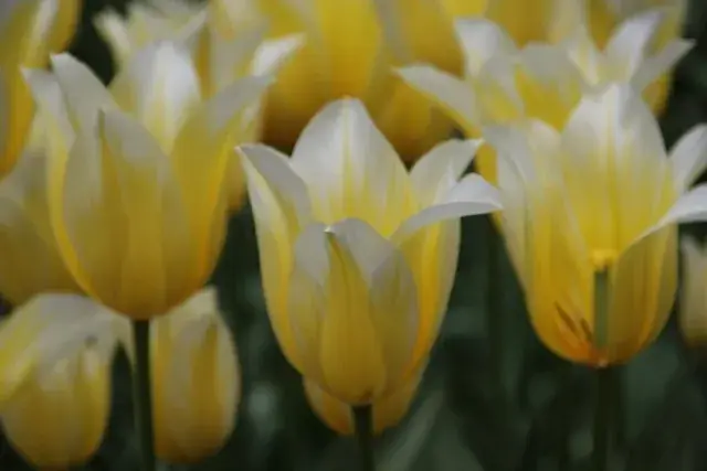 Tulp (Tulipa ‘Budlight‘) | Actie
