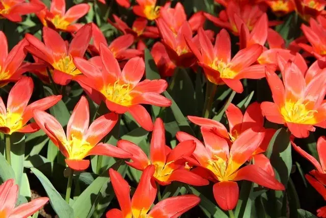 Tulp (Tulipa ‘Scarlet Baby‘) | Erg populair
