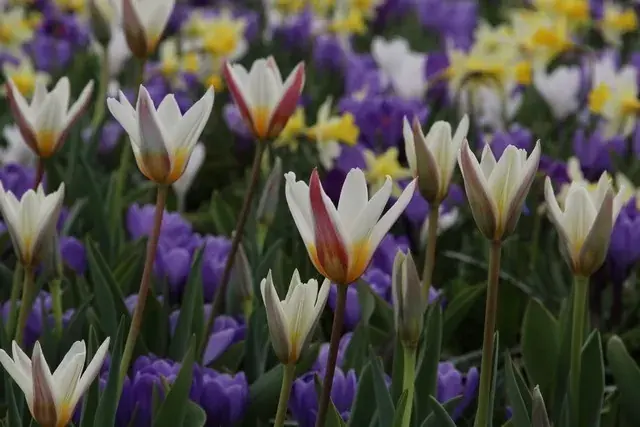 Tulp (Tulipa ‘Ice Stick‘) - Voordelig