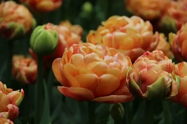 Voordeelprijs | Tulp (Tulipa ‘Copper Image‘, Dubbele Tulpen)