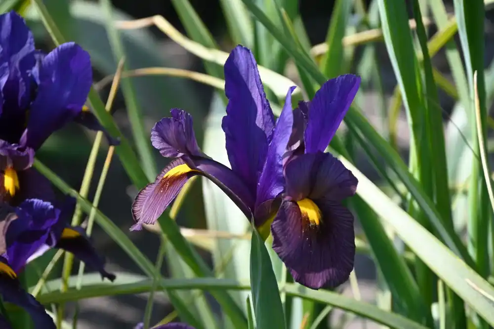 Mis het niet - Hollandse iris (Iris hollandica ‘Tigereye‘®)
