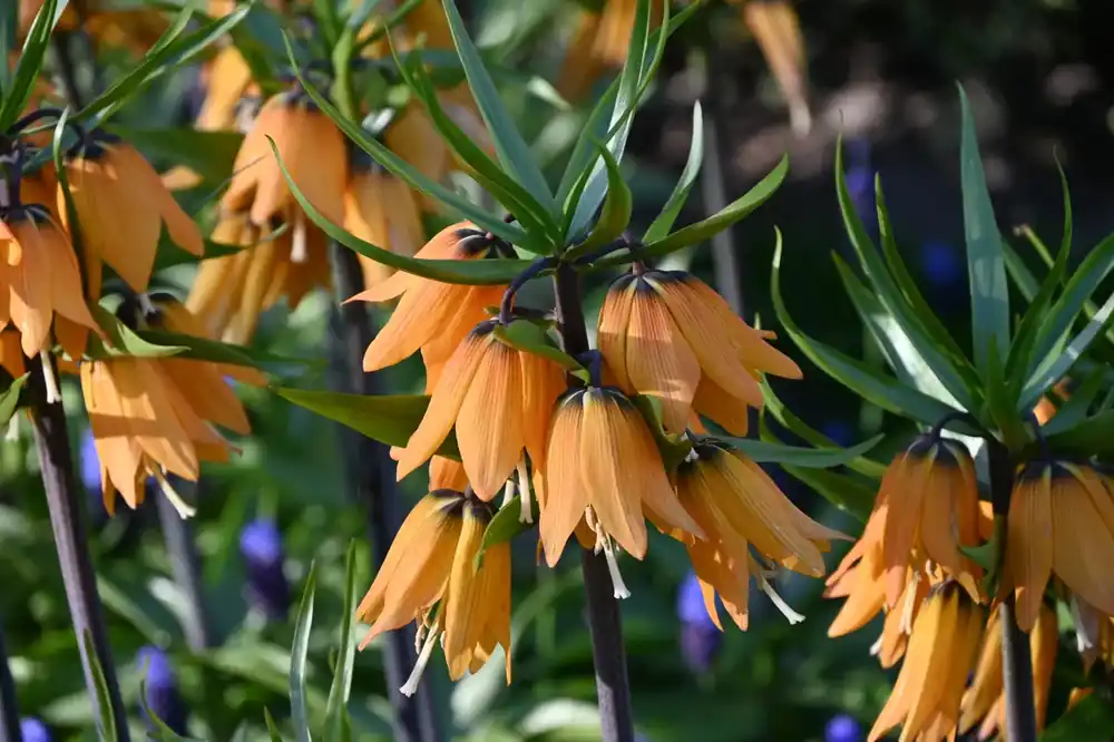 Vanaf nu beschikbaar - Keizerskroon (Fritillaria ‘Early Dream‘)