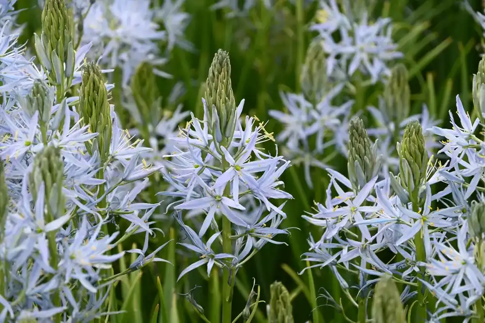 Prairielelie (Camassia ‘Blue Heaven‘®) - Nieuw binnen