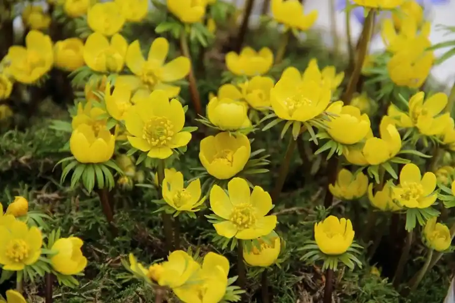Topkwaliteit - Winterakoniet (Eranthis cilicica)