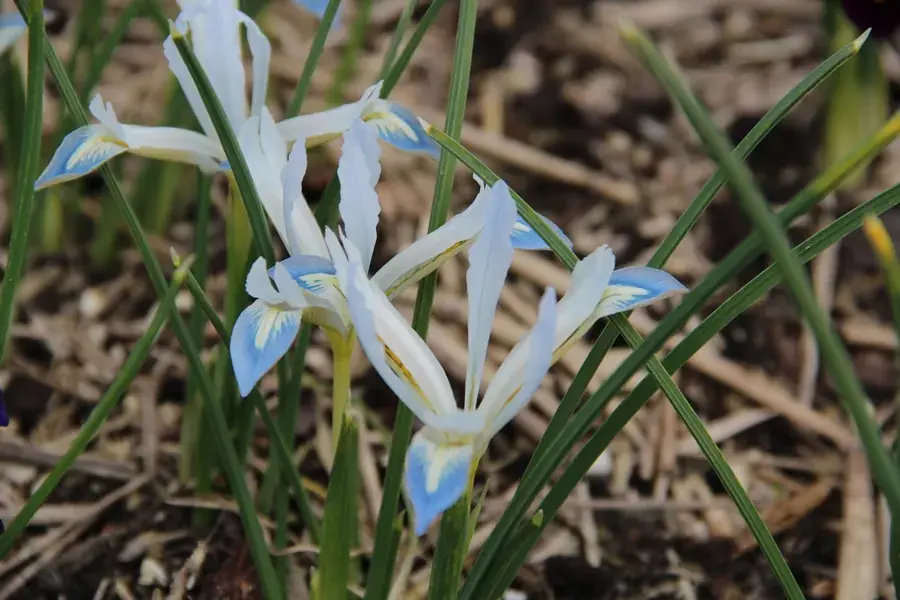 Eenvoudig retourneren - Dwergiris (Iris reticulata ‘Frozen Planet‘)