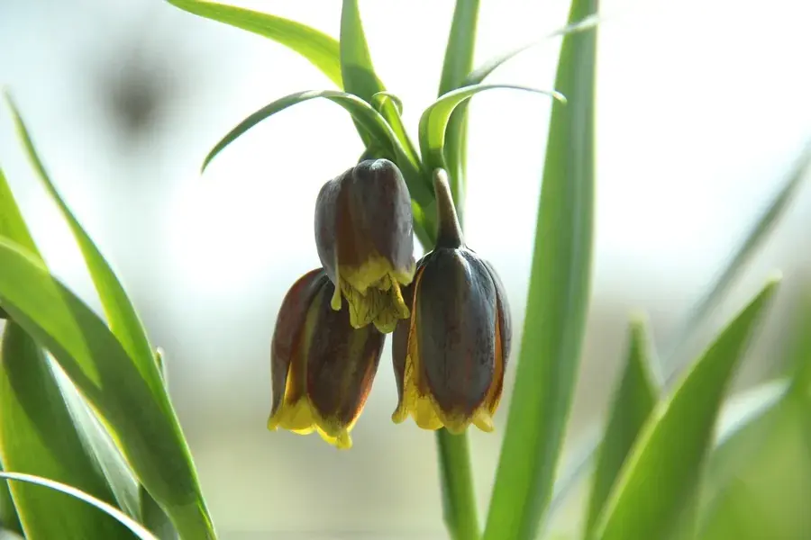 Vossendruif (Fritillaria uva-vulpis) | Goed beoordeeld