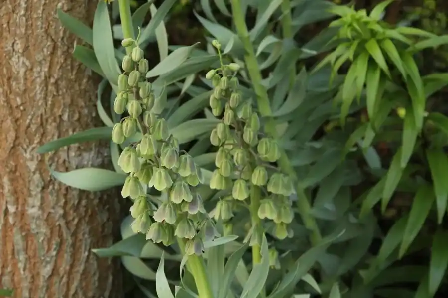 Bespaar nu - Keizerskroon (Fritillaria persica ‘Green Dreams‘)
