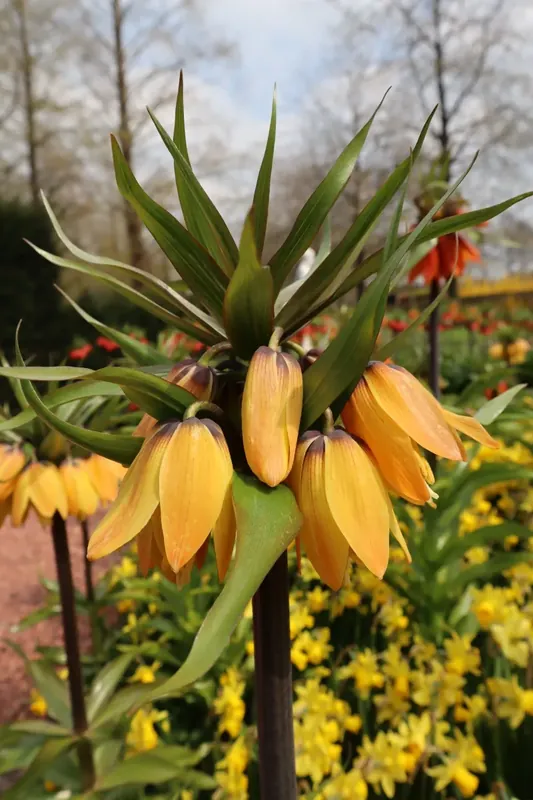 Keizerskroon (Fritillaria ‘Paradise Beauty‘) - Veel gevraagd