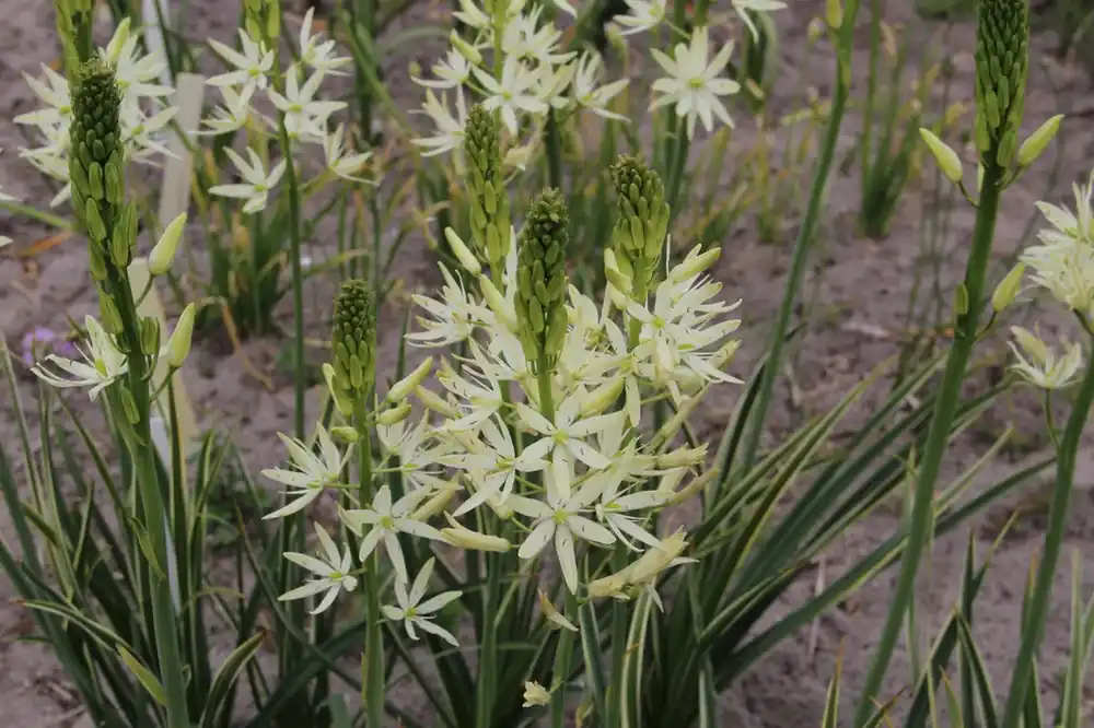 Scherpe prijs | Prarielelie (Camassia leichtlinii ‘Sacajawea‘)
