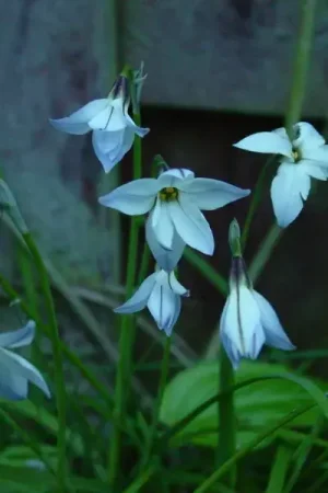 Aanrader - Oude wijfjes (Ipheion uniflorum ‘Whisley Blue‘)