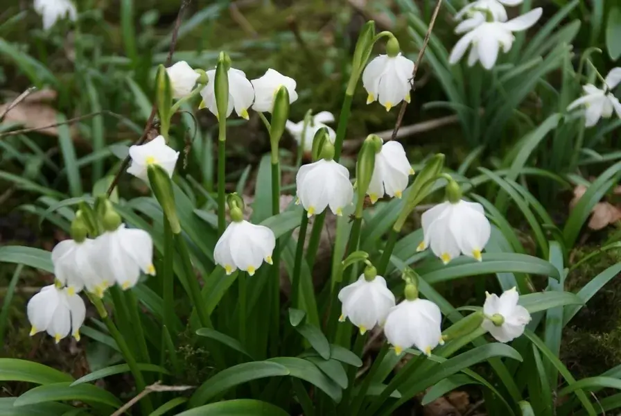 Bestel nu | Lenteklokje (Leucojum vernum)