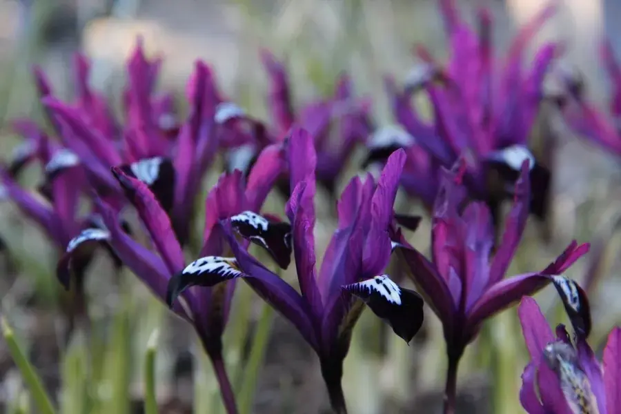 Spoedlevering | DwergIris (Iris reticulata ‘Pauline‘)