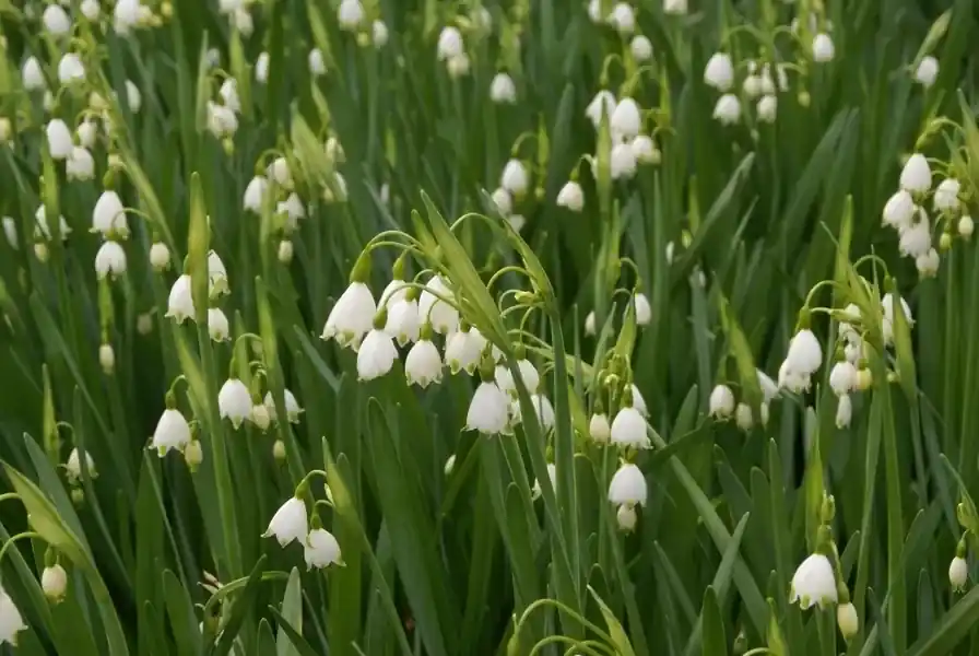 Uitverkoop | Zomerklokje (Leucojum aestivum ‘Gravetye Giant‘)