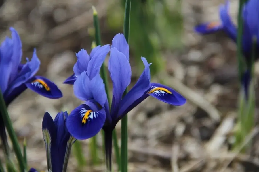 Opruiming | Dwergiris (Iris reticulata ‘Harmony‘)