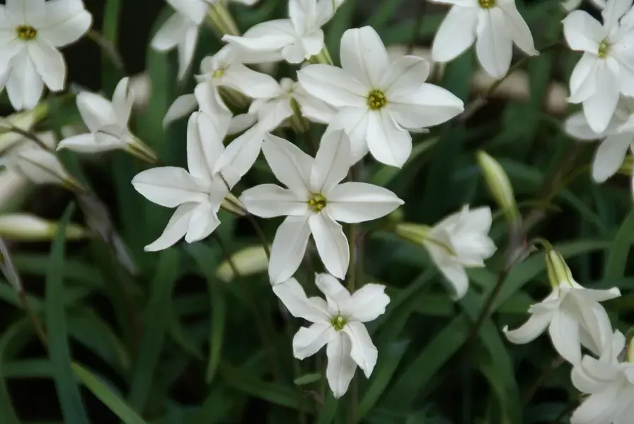 Net toegevoegd | Oude wijfjes (Ipheion uniflorum ‘Alberto Castillo’)