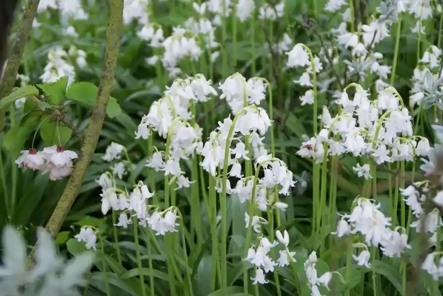 Boshyacint (Hyacinthoides hispanica ‘Alba Maxima‘) - Trending