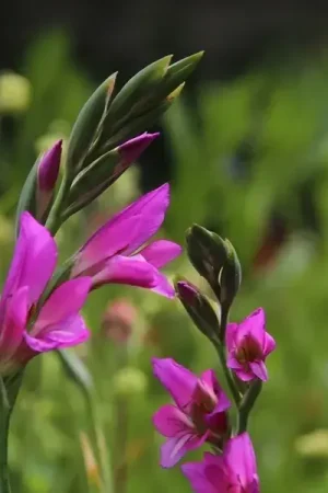 Alleen vandaag - Gladiolen (Gladiolus communis subsp. byzantinus)