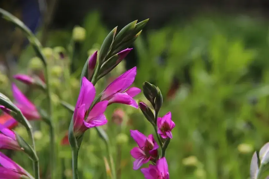 Alleen vandaag - Gladiolen (Gladiolus communis subsp. byzantinus)