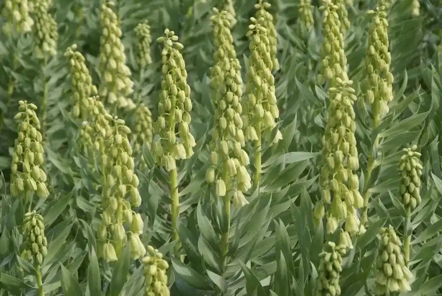 Perzische keizerskroon (Fritillaria persica ‘Ivory Bells‘) - Veilige betaling