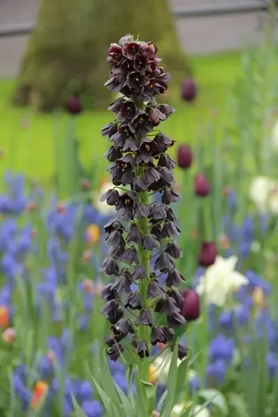 Perzische keizerskroon (Fritillaria persica) - Favoriet van klanten