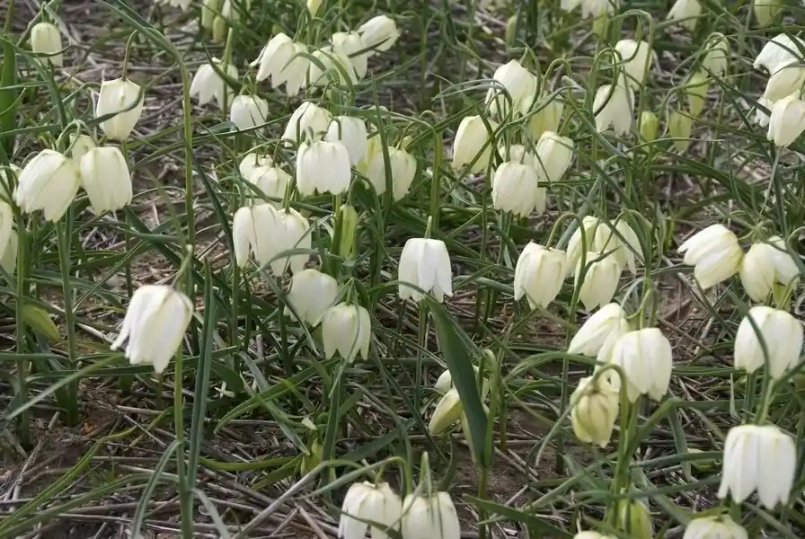 Kievitsbloemen (Fritillaria meleagris ‘Alba‘) | Shop nu