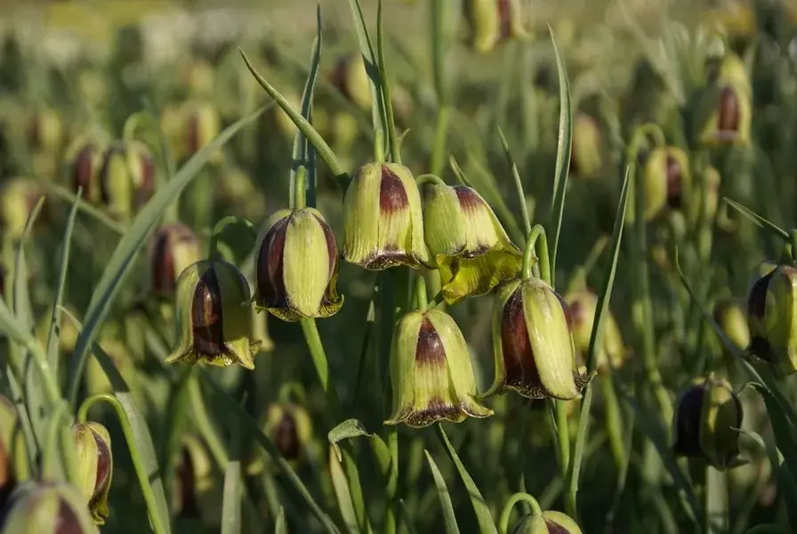 Snelle verzending - Kievitsbloemen (Fritillaria acmopetala)