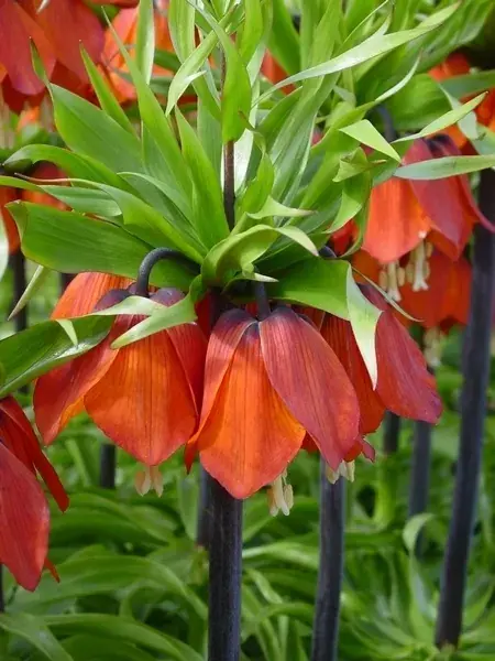 Keizerskroon (Fritillaria imperialis ‘Rubra‘) | Sale