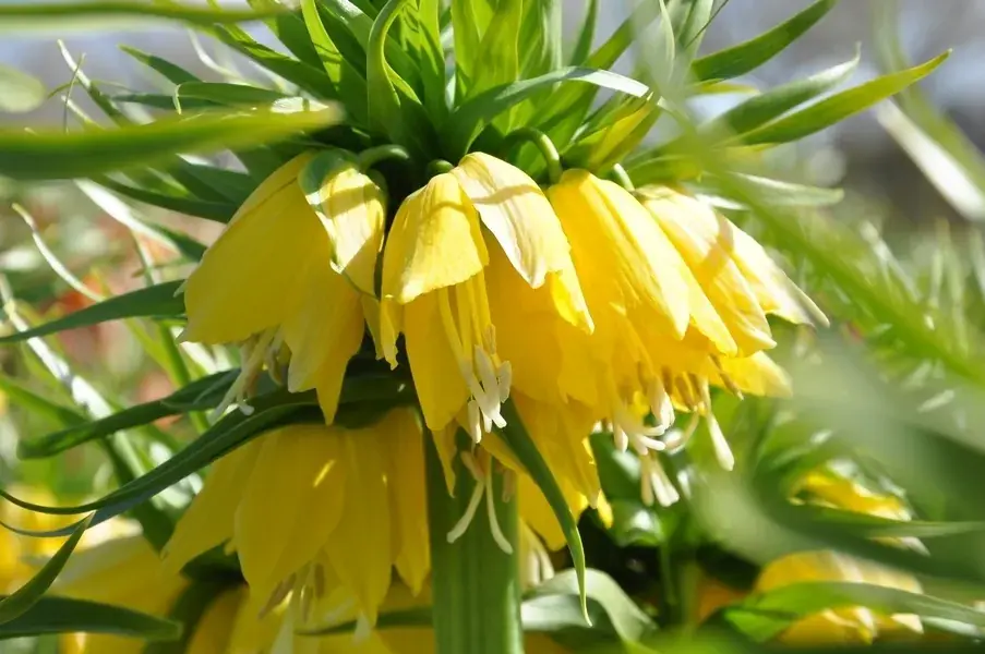 Keizerskroon (Fritillaria imperialis ‘Lutea‘) | Uitverkoop