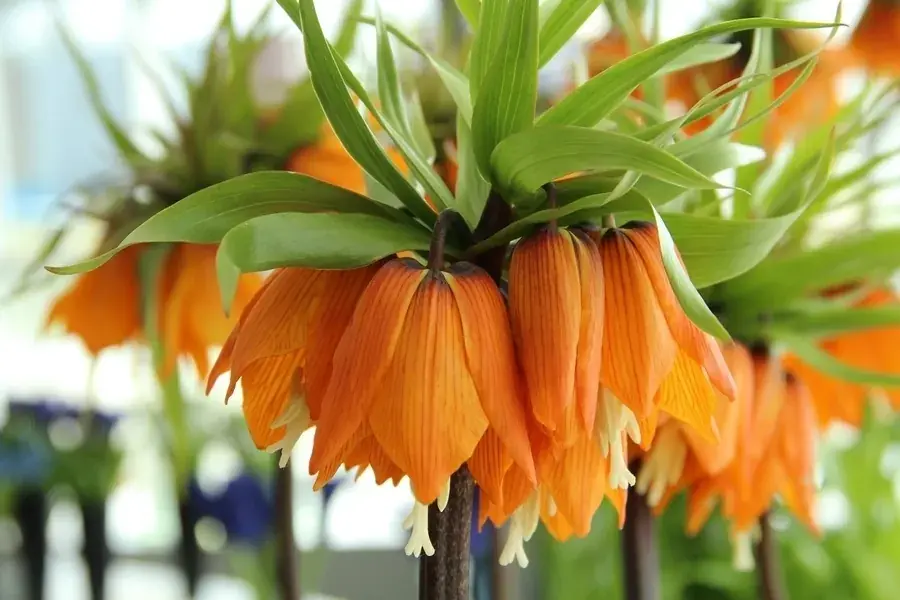 Veel voordeel | Keizerskroon (Fritillaria imperialis ‘Garland Star‘)