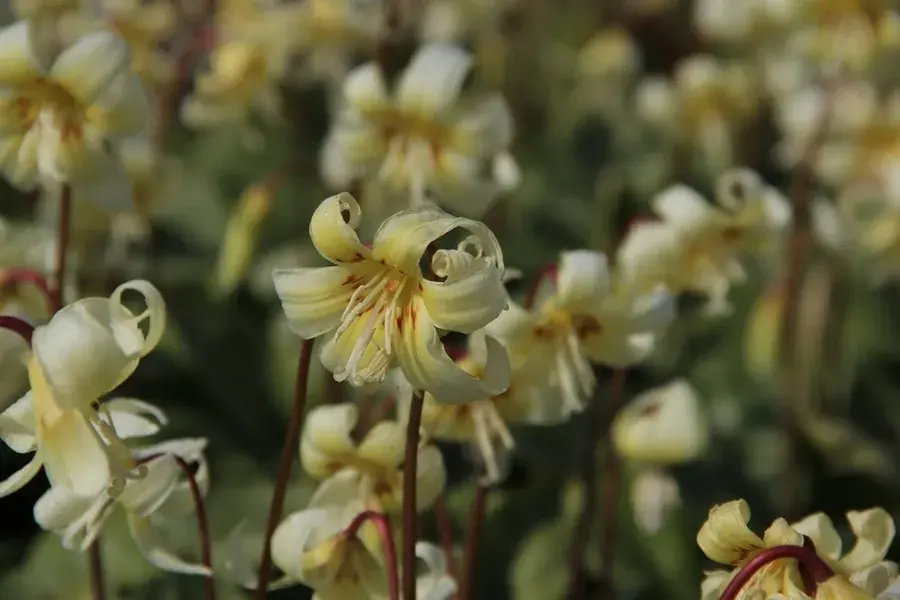 Hondstand (Erythronium tuolumnense ‘White Beauty‘) | Outlet