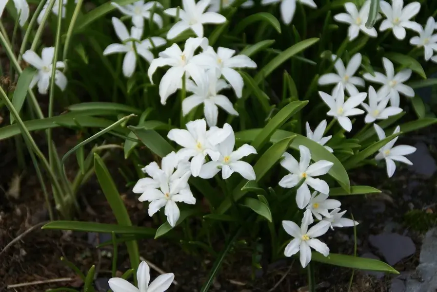 Sneeuwroem (Chionodoxa luciliae ‘Alba‘) | Extra korting