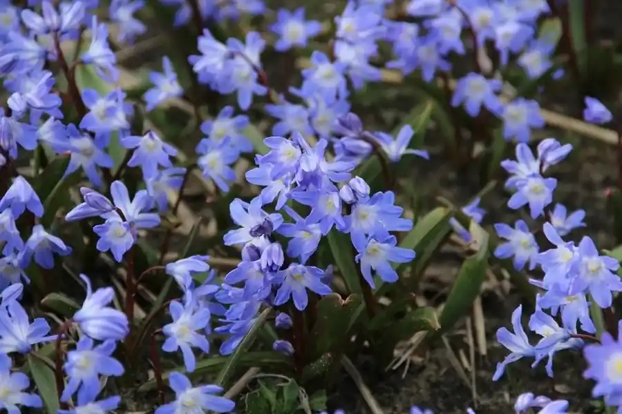 Sneeuwroem (Chionodoxa forbesii ‘Blue Giant‘) | Topdeal