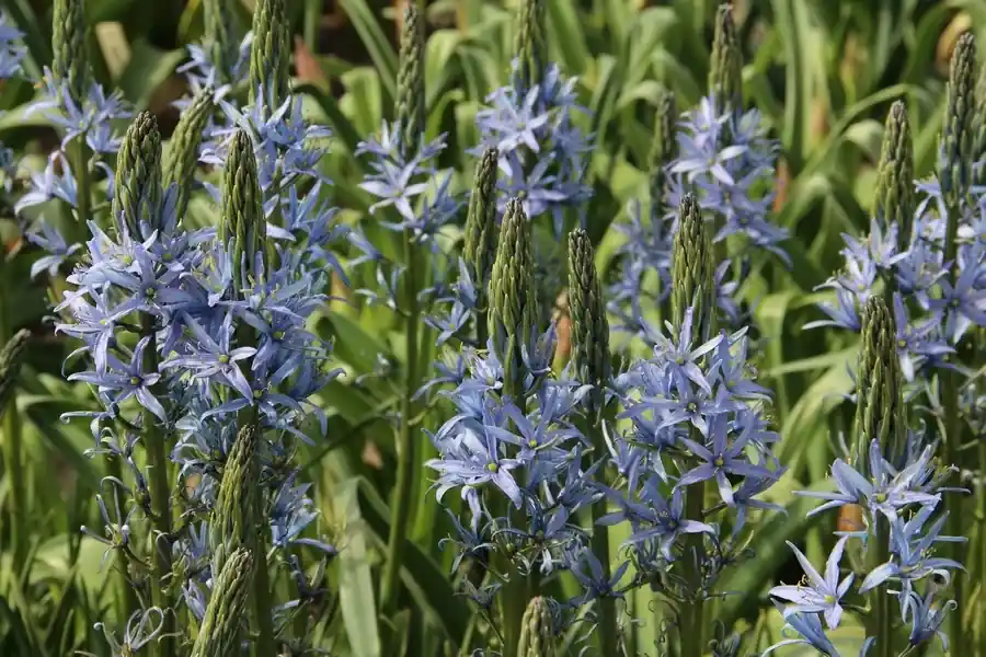 Populair bij klanten - Prairielelie (Camassia ‘Blue Candle‘)