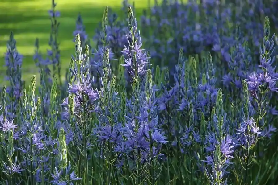 Prarielelie (Camassia leichtlinii ‘Caerulea‘) | Rechtstreeks van de fabrikant