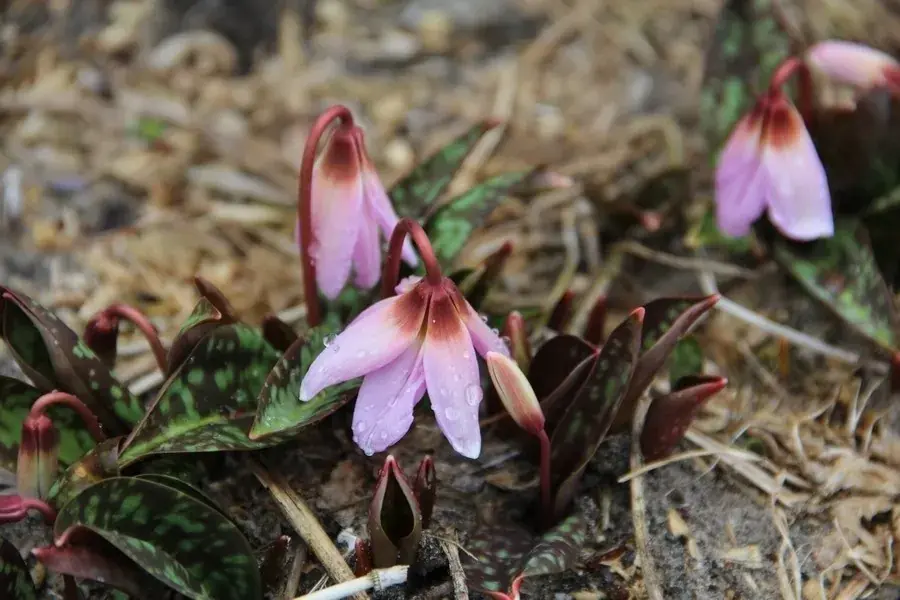 Hondstand (Erythronium dens-canis) | Scherp geprijsd