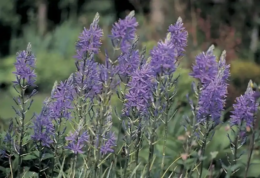 Scherpe prijs - Prarielelie (Camassia quamash)