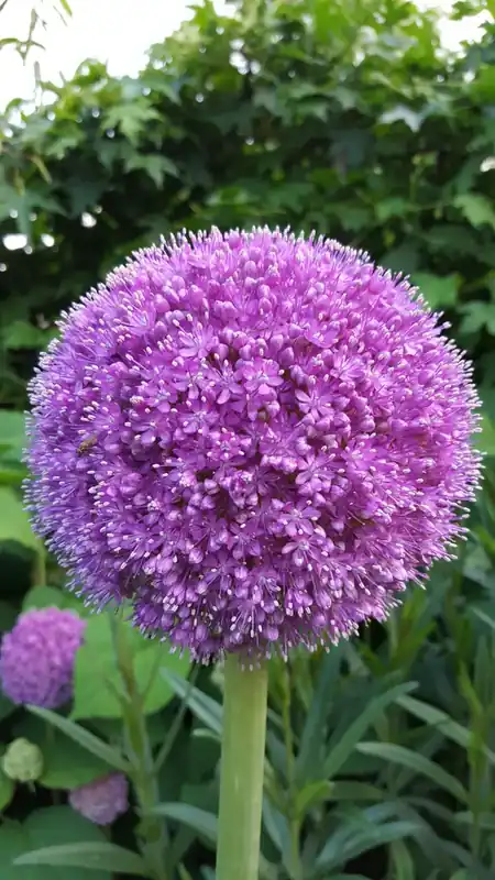 Nieuw product - Sierui (Allium giganteum)