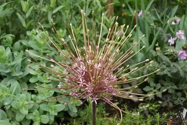 Alleen deze week | Sierui (Allium Schubertii)