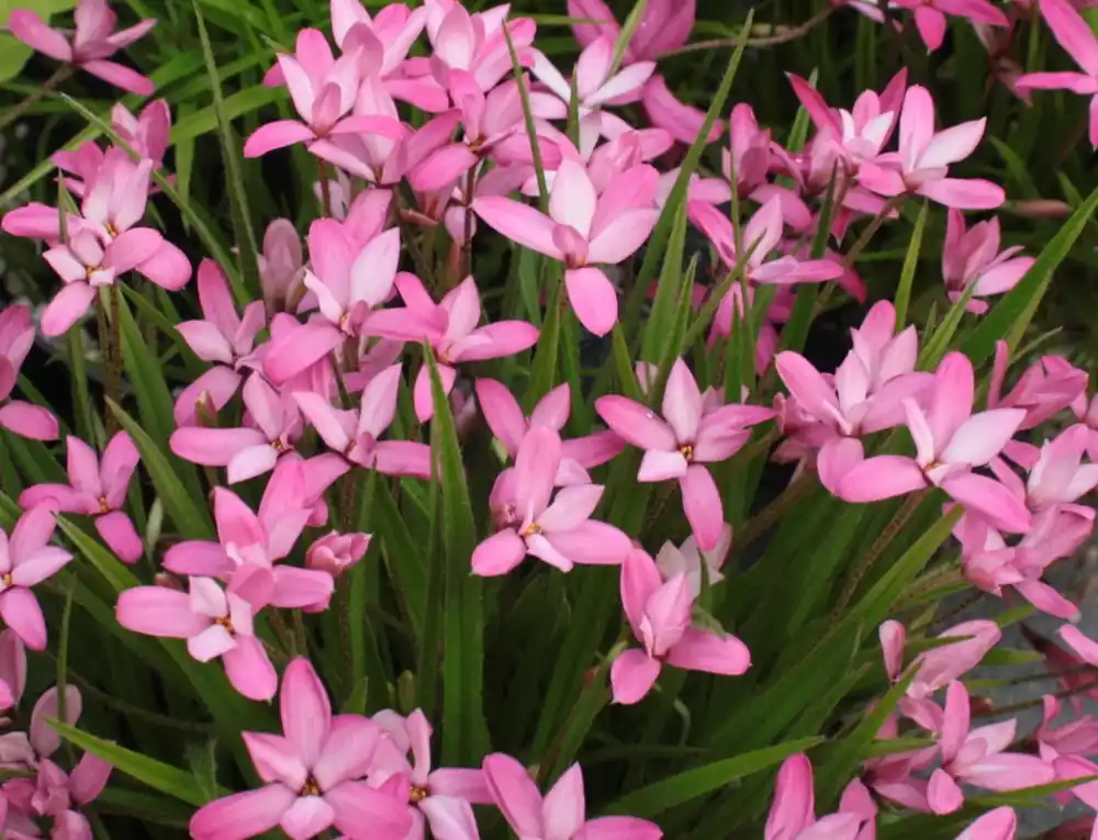 Sterretjesgras (Rhodoxis ‘Nanda‘) | Veel voordeel