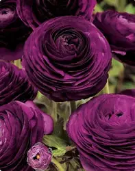 Ranonkel (Ranunculus asiaticus ‘Aviv‘ paars) - Dagdeal
